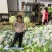 白花菜有机花西兰花大白菜土豆