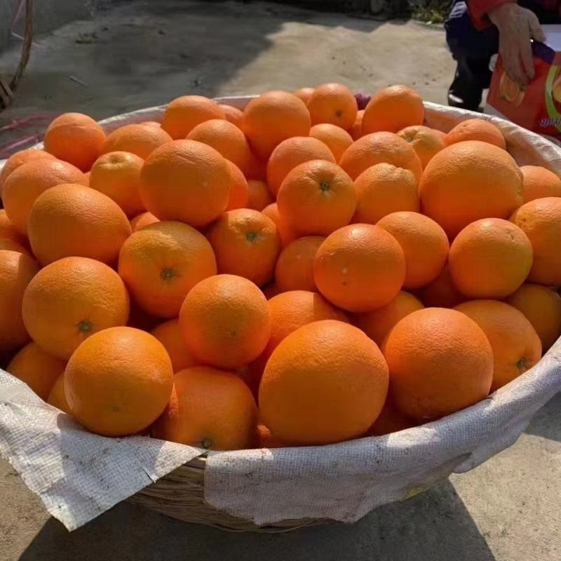 血橙已上市，欢迎各位老板来询价