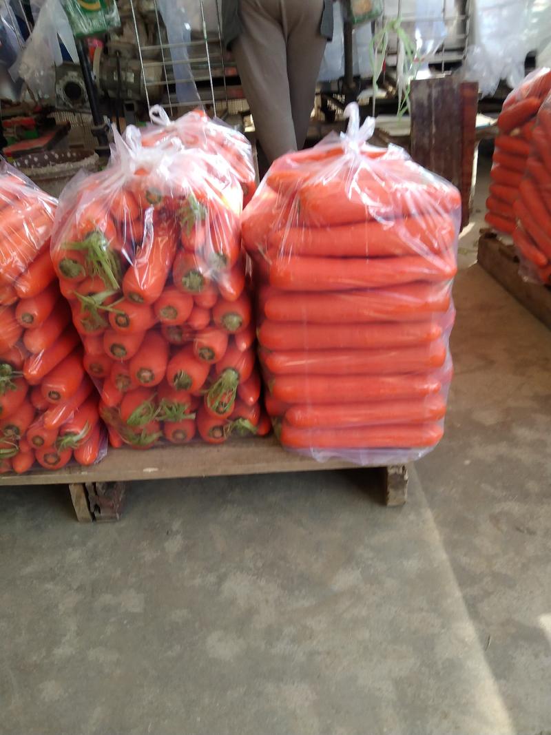 安徽省萧县胡萝卜，杂交品种，三两起步，中条，小条，大头，