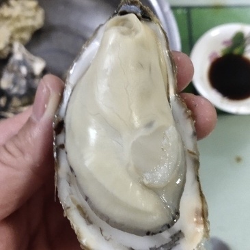日照生蚝大量批发现捞现发量大从优可视频看货