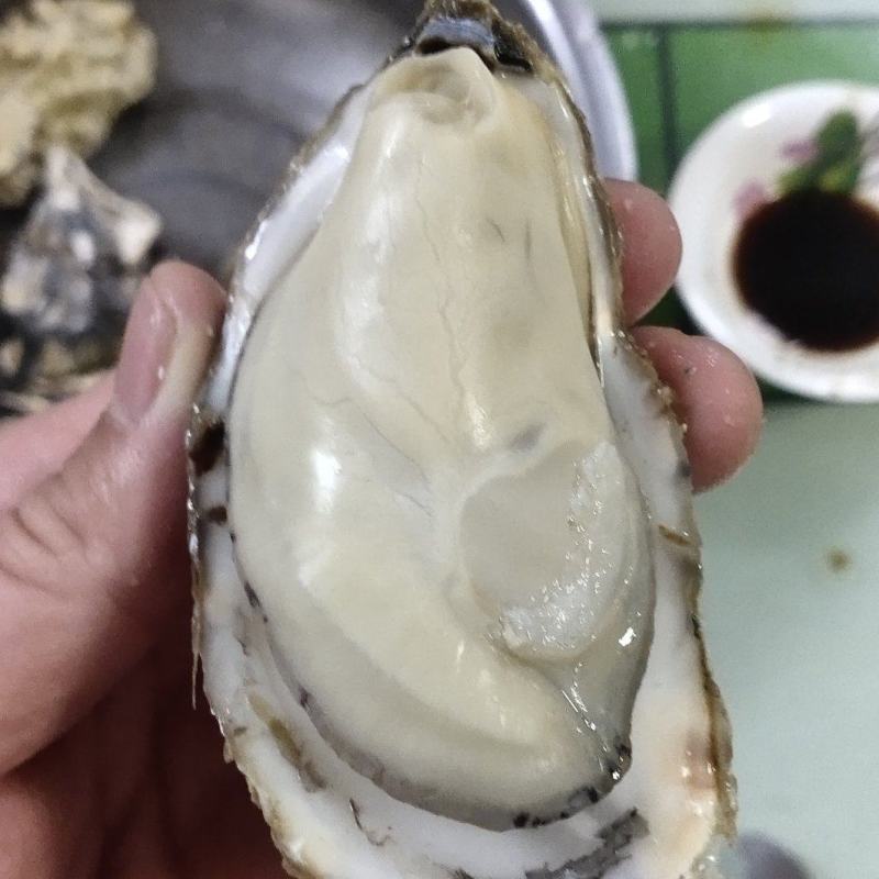 日照生蚝大量批发现捞现发量大从优可视频看货