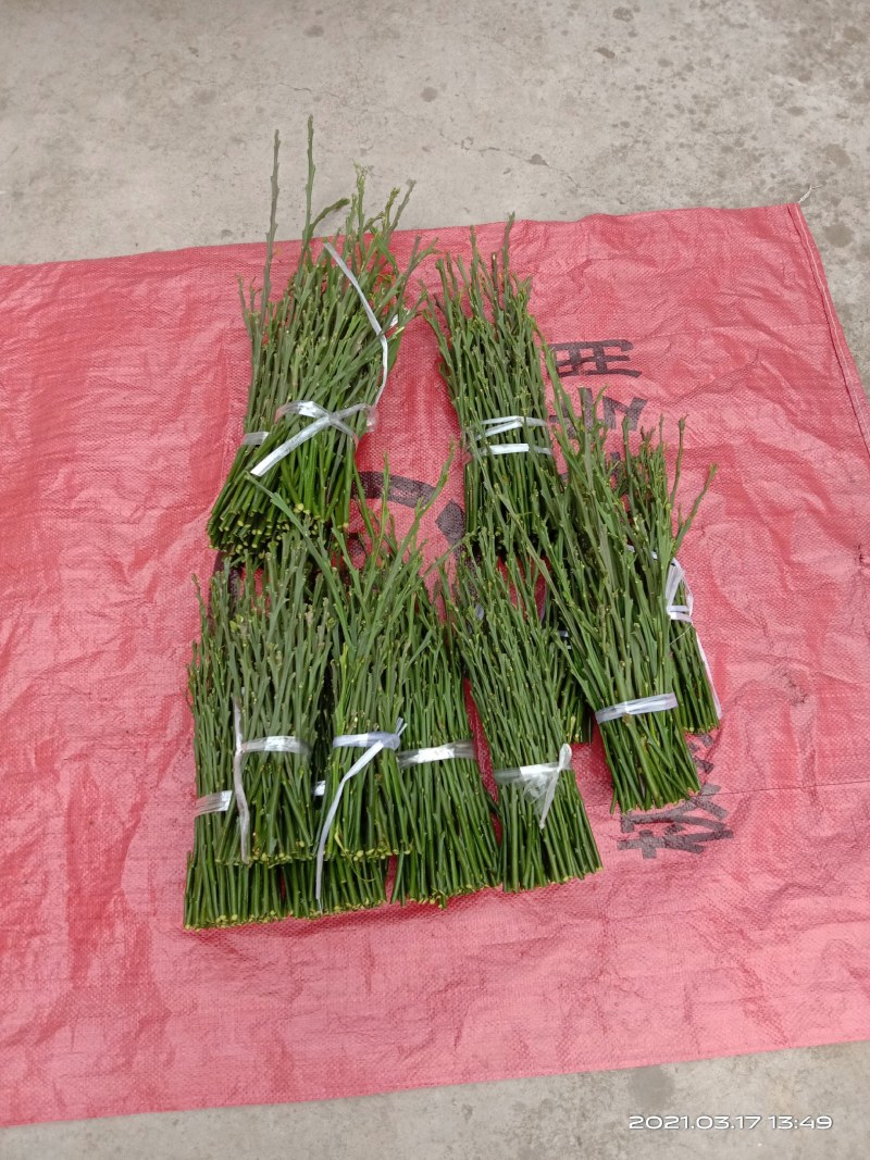 爱媛早优美枝条，嫁接芽条，鲜枝、芽眼饱满