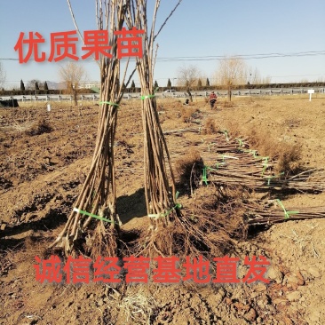 吉塞拉车厘子苗，现挖现发，根系发达，品种纯正齐全