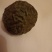 羊结石
