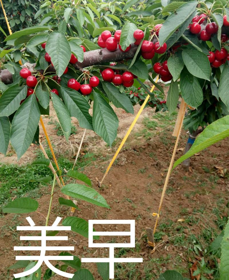 吉塞拉车厘子苗，现挖现发，根系发达，品种纯正齐全