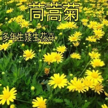 茼蒿菊种子木茼蒿多年生宿根花草种子木春菊种子景观花海易种