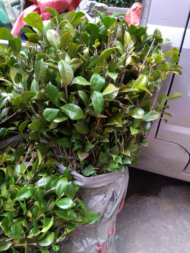 苗场直供茶花苗，红露珍茶花苗，赤丹茶花苗，红花赤丹苗。