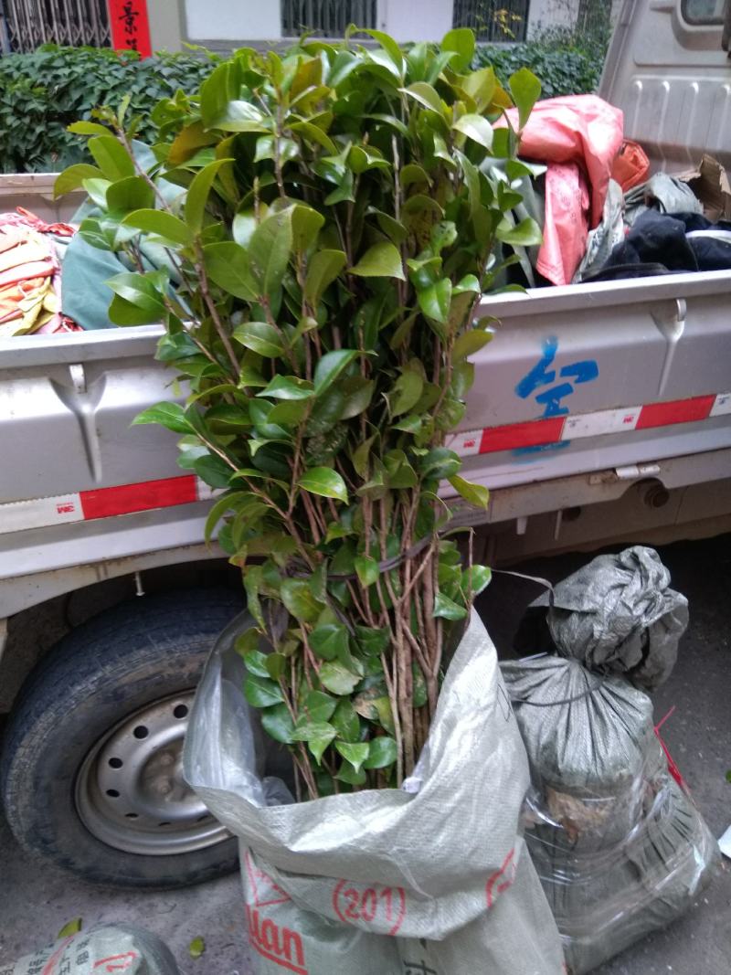 苗场直供茶花苗，红露珍茶花苗，赤丹茶花苗，红花赤丹苗。