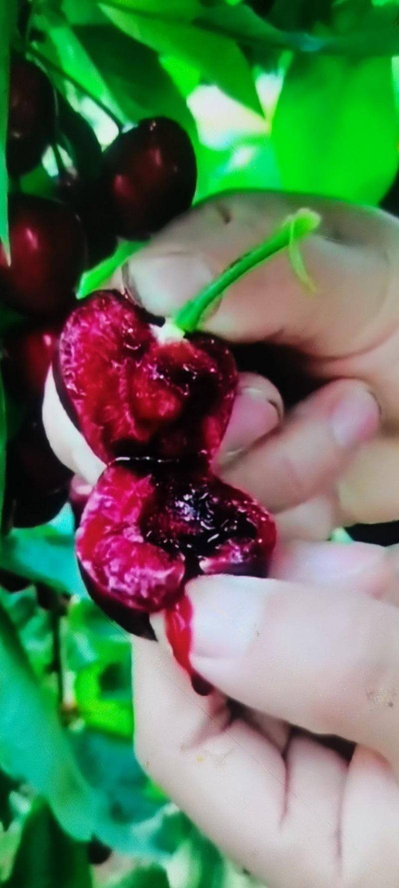 俄罗斯八号车厘子大樱桃苗，耐寒极限零下35度地区可以栽植