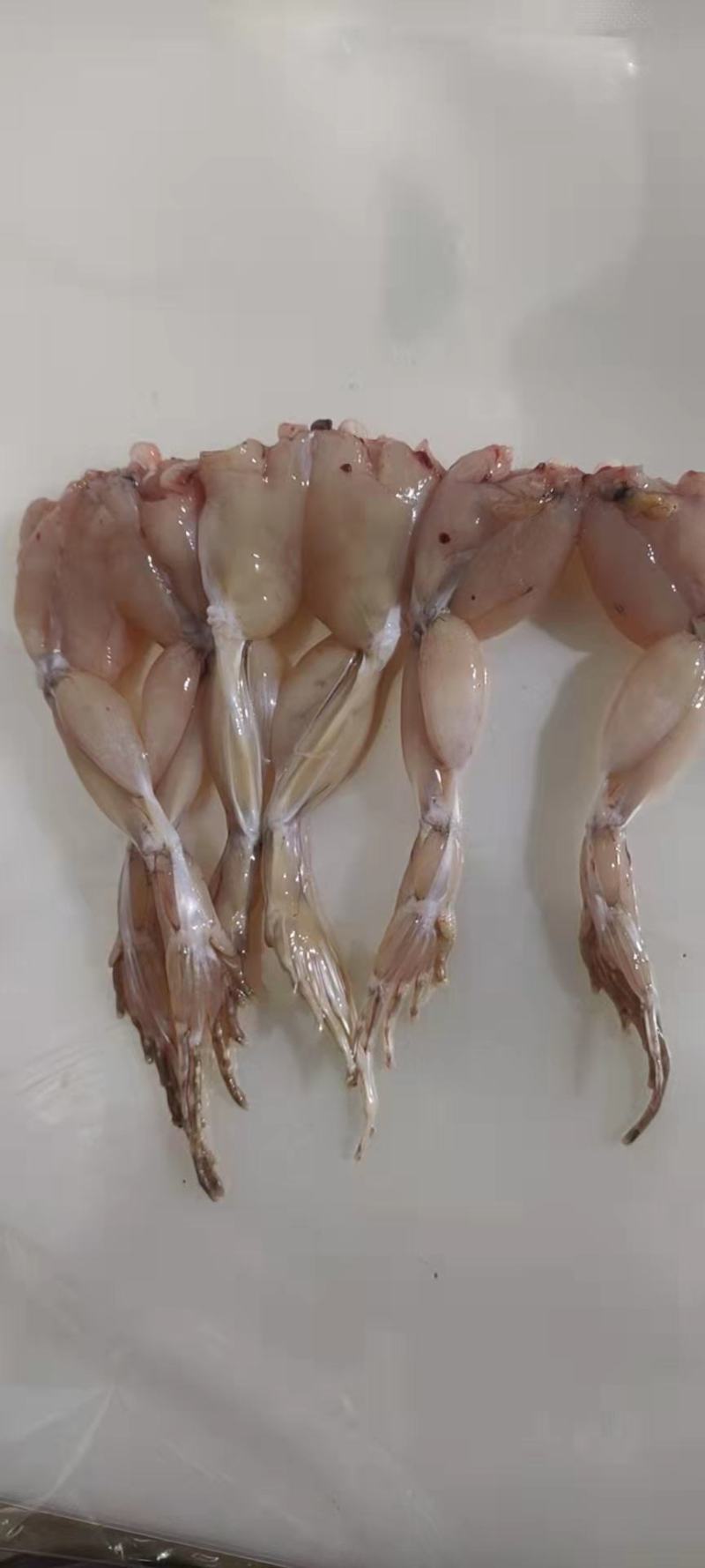 青蛙大腿，后腿，青蛙