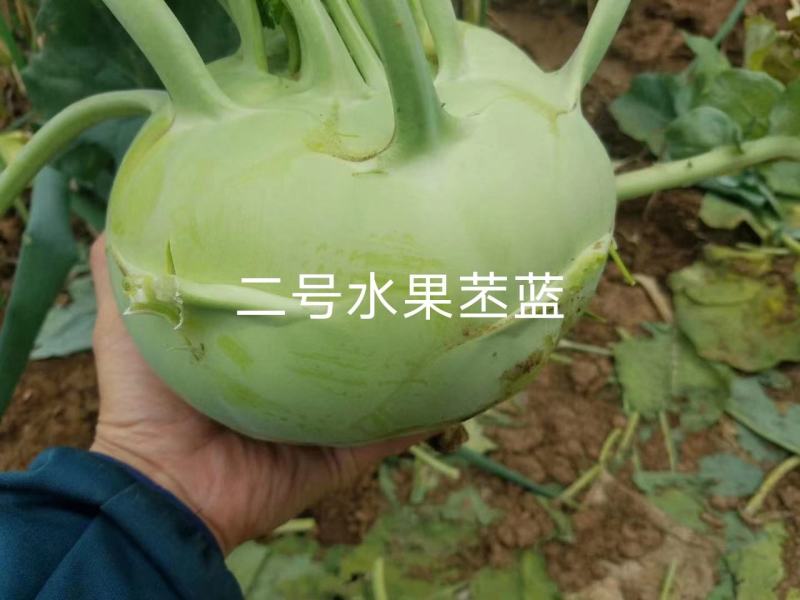 科萌二号水果苤蓝种子特高产鲜食加工腌渍两用苤兰种子皮色绿