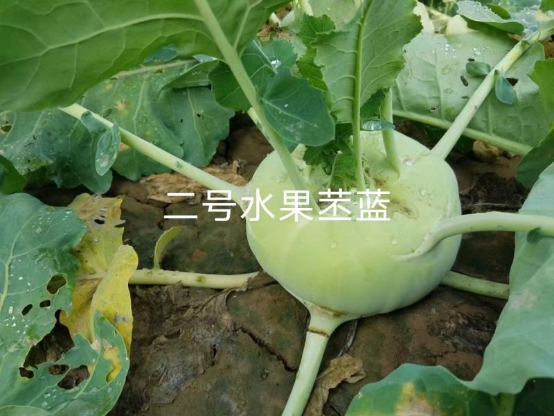 科萌二号水果苤蓝种子特高产鲜食加工腌渍两用苤兰种子皮色绿