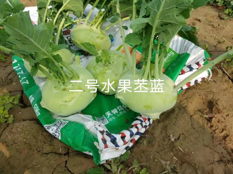 科萌二号水果苤蓝种子特高产鲜食加工腌渍两用苤兰种子皮色绿