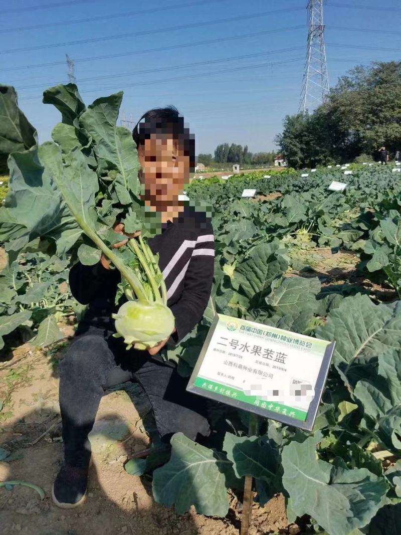 科萌二号水果苤蓝种子特高产鲜食加工腌渍两用苤兰种子皮色绿