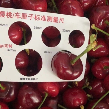 中国大樱桃之乡——云山镇万亩樱桃基地，提供各品种高质量樱