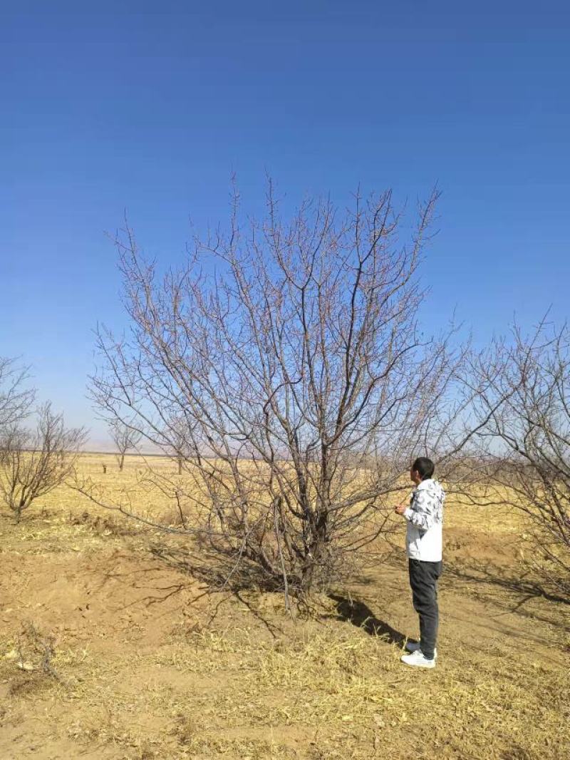 18公分山杏价格河北20公分山杏树价格行情