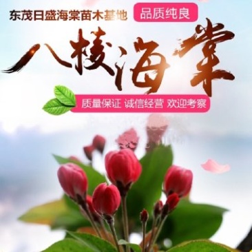 15公分八棱海棠树价格绿化苗木成活率高树形好