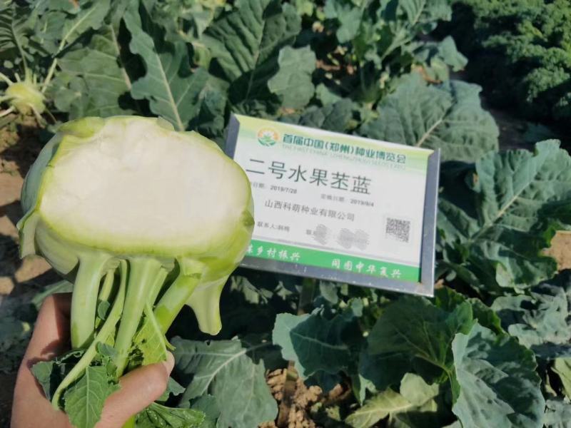 科萌二号水果苤蓝种子特高产鲜食加工腌渍两用苤兰种子皮色绿