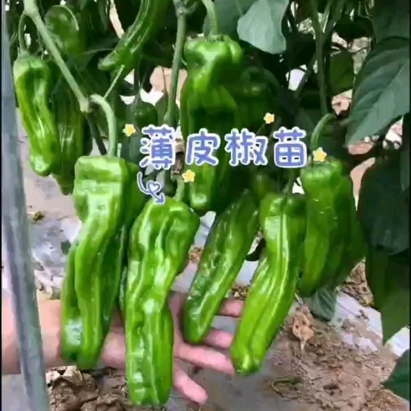 方椒苗二厚皮圆椒苗薄皮圆椒苗二厚皮方椒苗