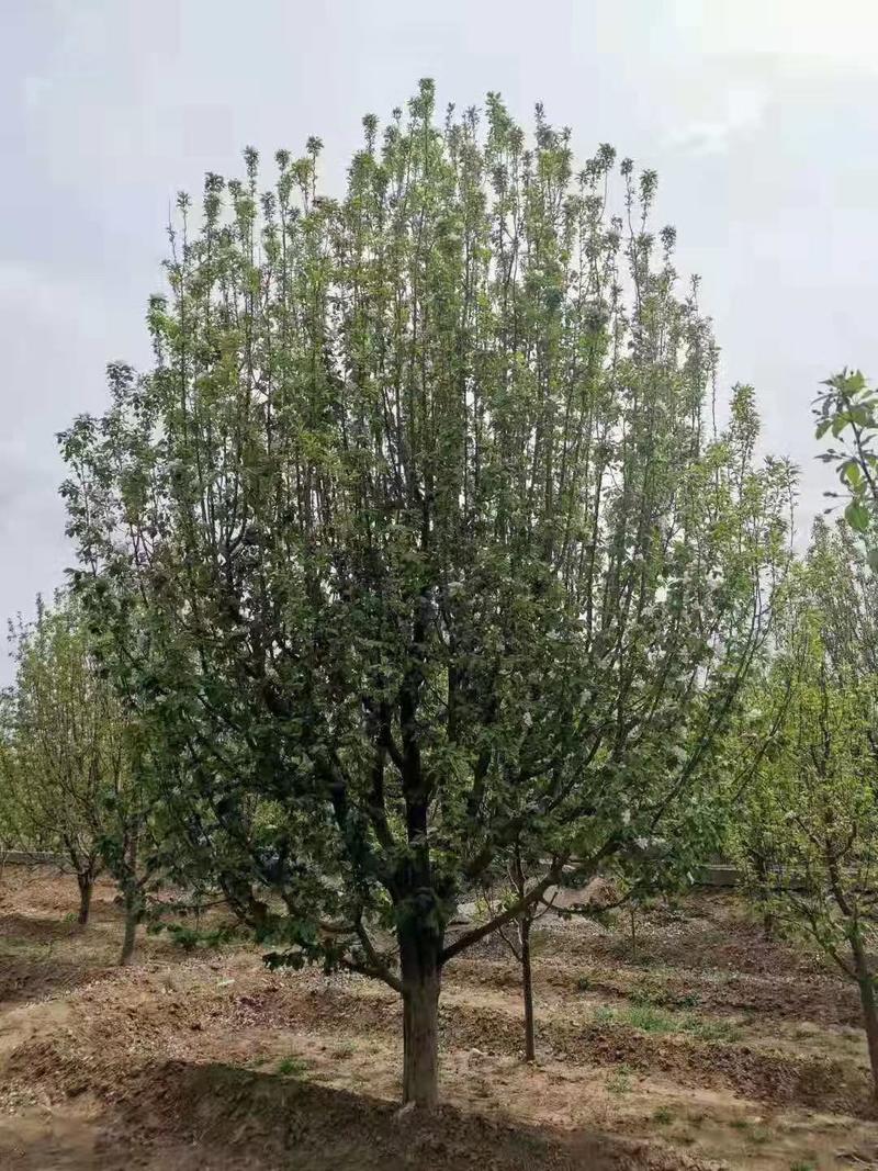 15公分八棱海棠树价格绿化苗木成活率高树形好