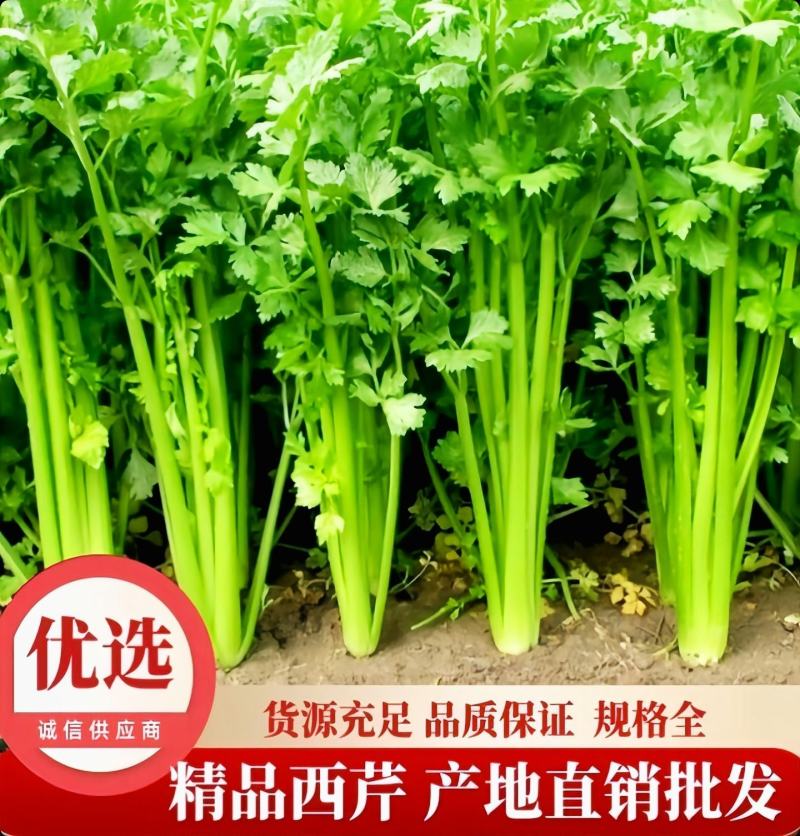 邯郸暖棚芹菜西芹大量上市中，目前为中小颗菜，产地直销，