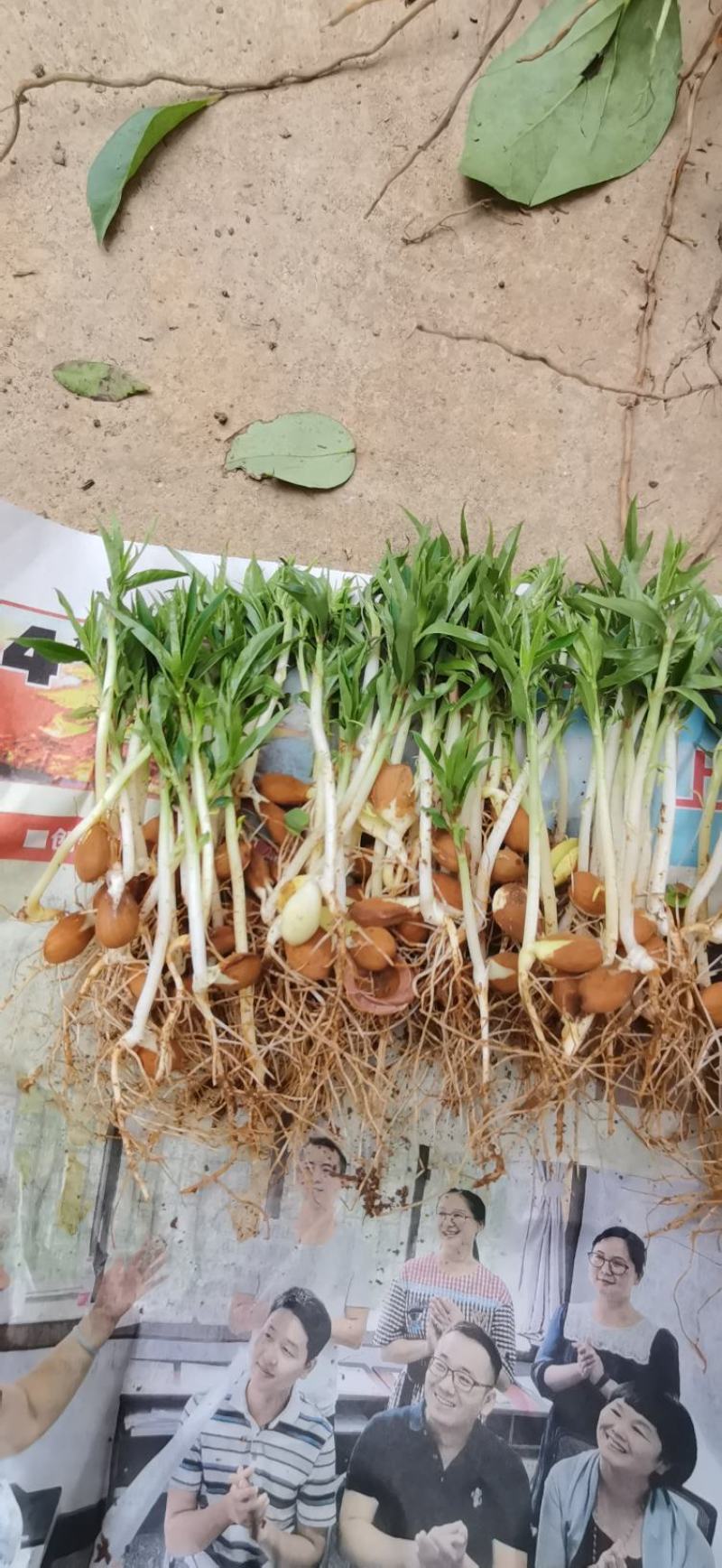 批发毛桃苗桃芽苗毛桃占地苗毛桃幼苗毛桃实生小苗桃树砧木苗