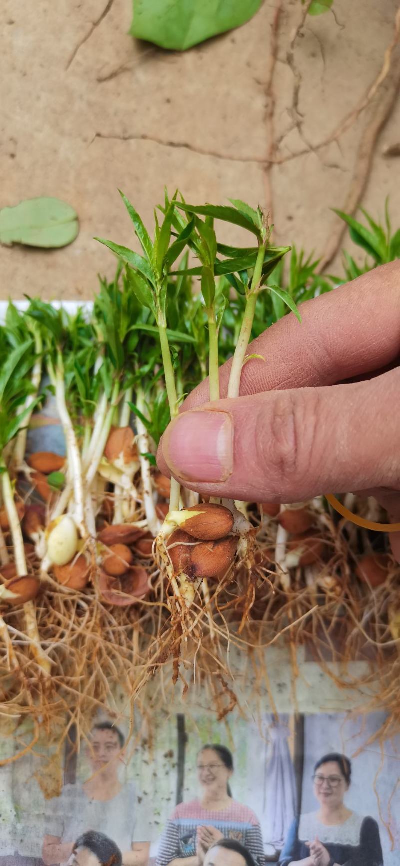 批发毛桃苗桃芽苗毛桃占地苗毛桃幼苗毛桃实生小苗桃树砧木苗