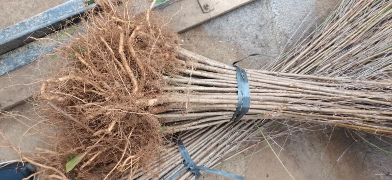 批发毛桃苗桃芽苗毛桃占地苗毛桃幼苗毛桃实生小苗桃树砧木苗
