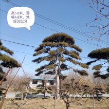 造型松，迎客松，产地直销，规格齐全，上门移栽，来电优惠