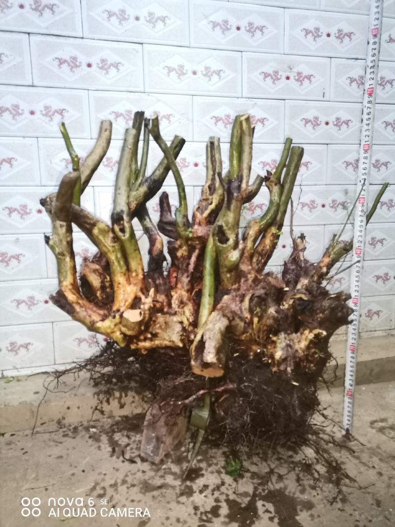 映山红老桩盆景花色国旗红熟桩生桩大量供