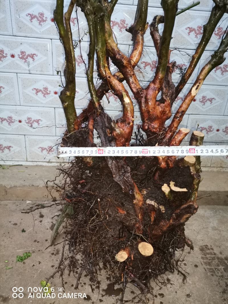 映山红老桩盆景花色国旗红熟桩生桩大量供