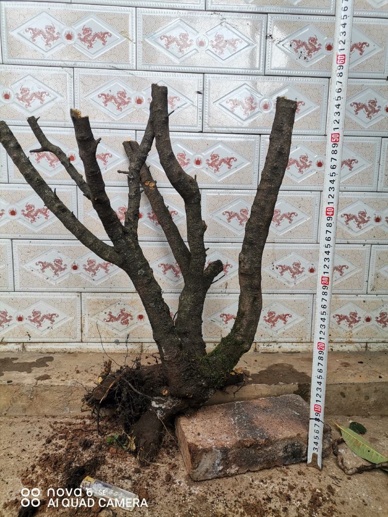 铁马鞭盆景各种规格都有货