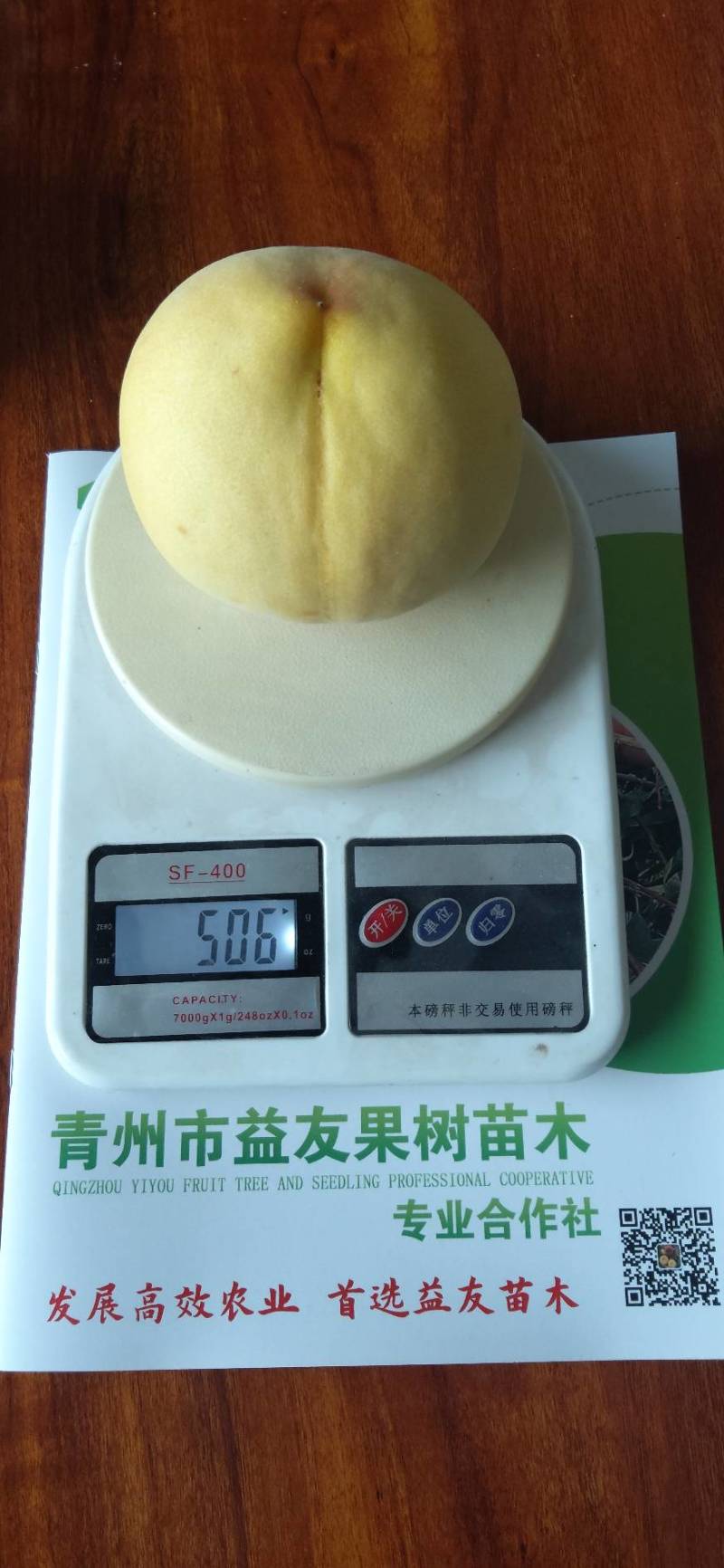 中秋黄蜜（晚熟的优质黄桃品种）个头大，硬度大，颜色漂亮