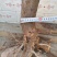 火棘盆景地景大量供应