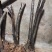火棘盆景地景大量供应