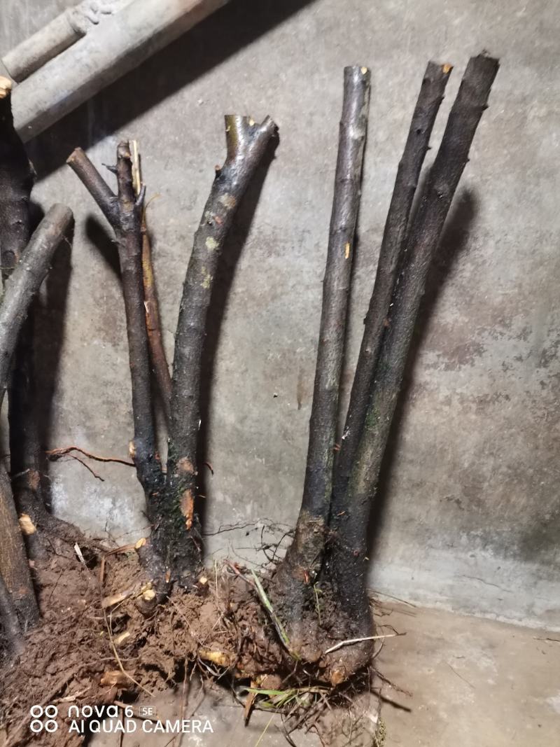 火棘盆景地景大量供应