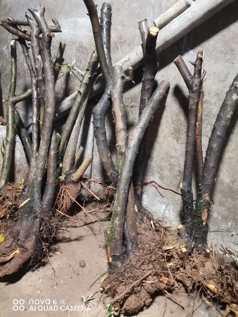 火棘盆景地景大量供应