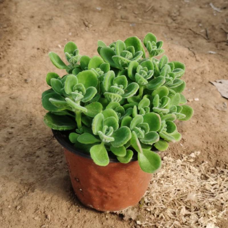 碰碰香盆栽花卉，12cm盆，坤盛花卉基地大量现货