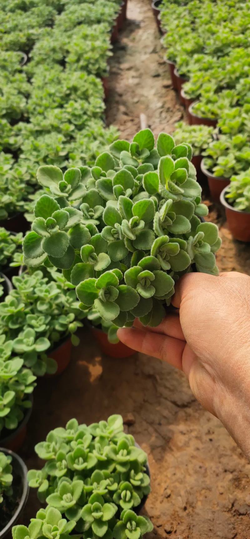 碰碰香盆栽花卉，12cm盆，坤盛花卉基地大量现货