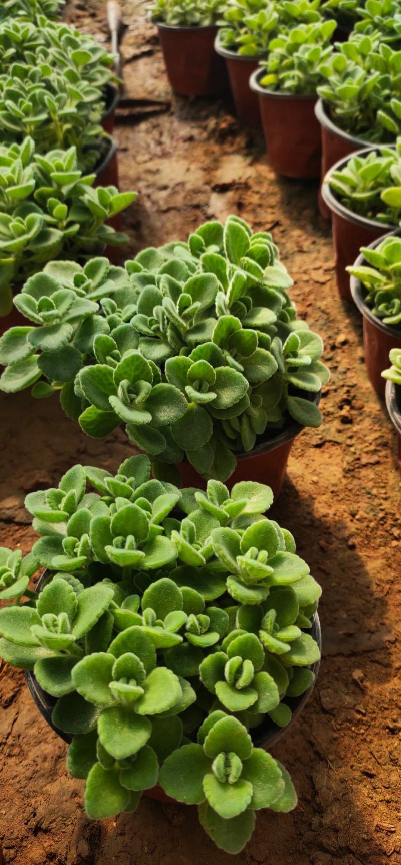 碰碰香盆栽花卉，12cm盆，坤盛花卉基地大量现货