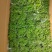 碰碰香盆栽花卉，12cm盆，坤盛花卉基地大量现货