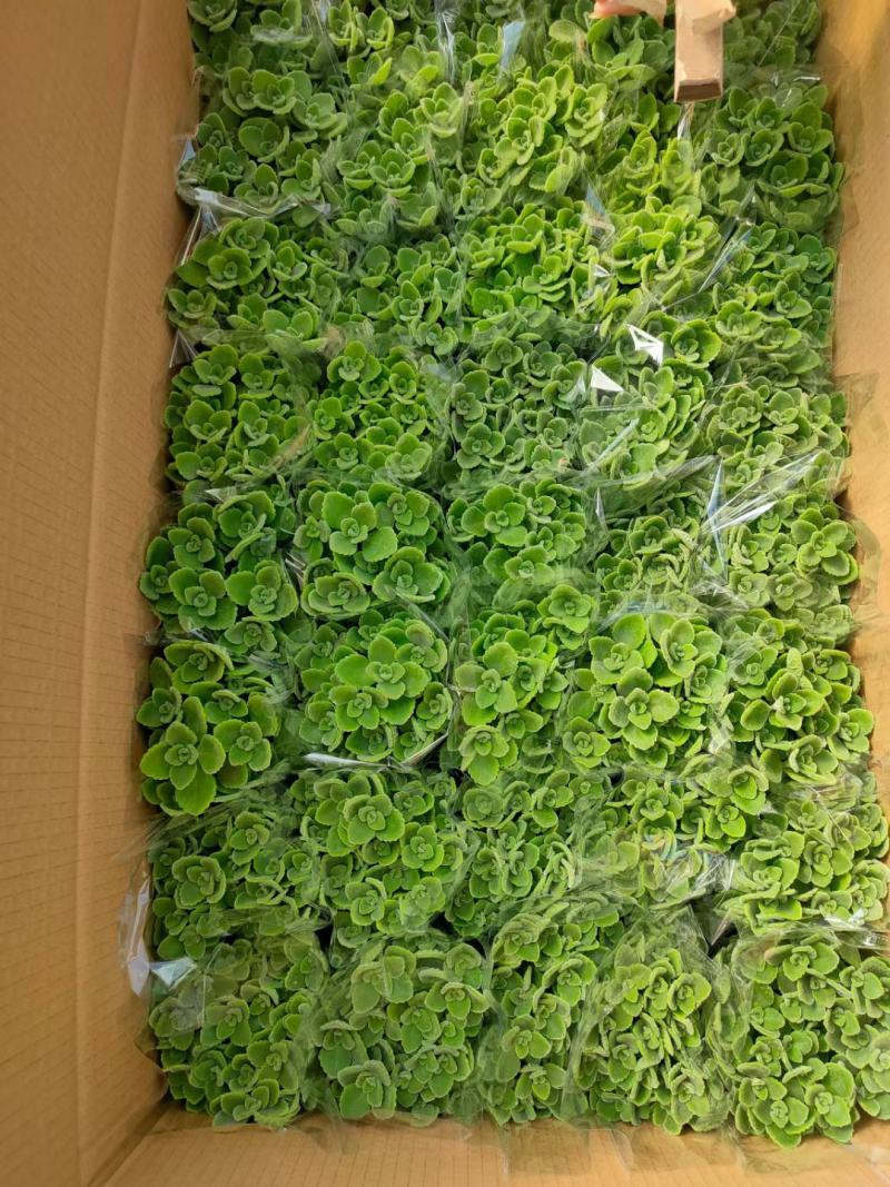 碰碰香盆栽花卉，12cm盆，坤盛花卉基地大量现货