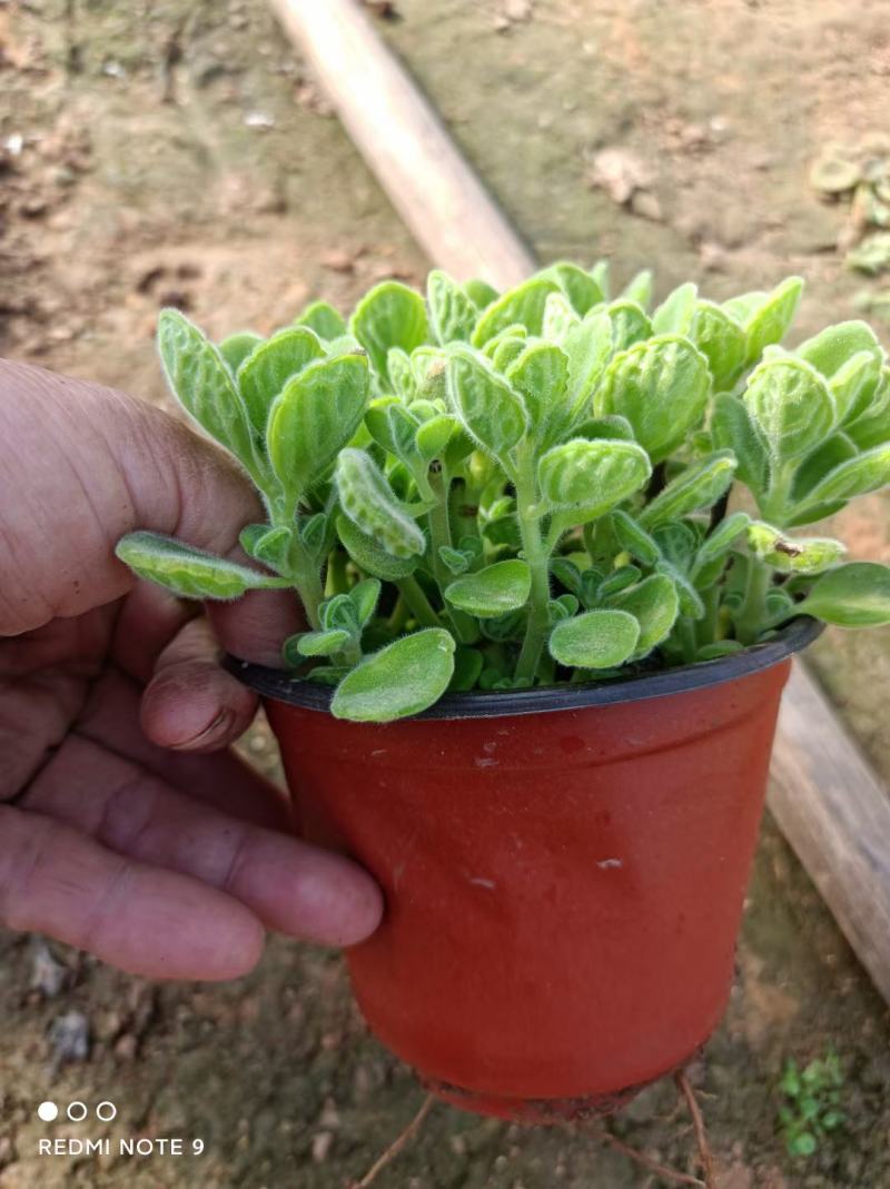 碰碰香盆栽花卉，12cm盆，坤盛花卉基地大量现货