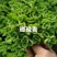 碰碰香盆栽花卉，12cm盆，坤盛花卉基地大量现货