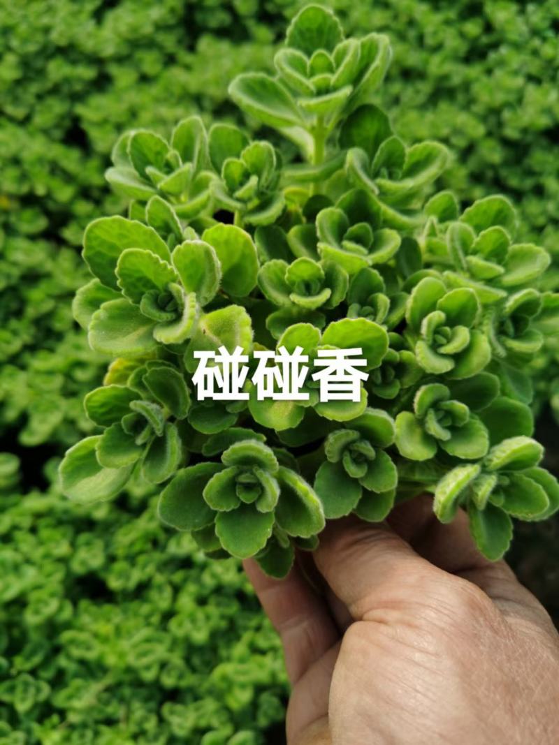 碰碰香盆栽花卉，12cm盆，坤盛花卉基地大量现货