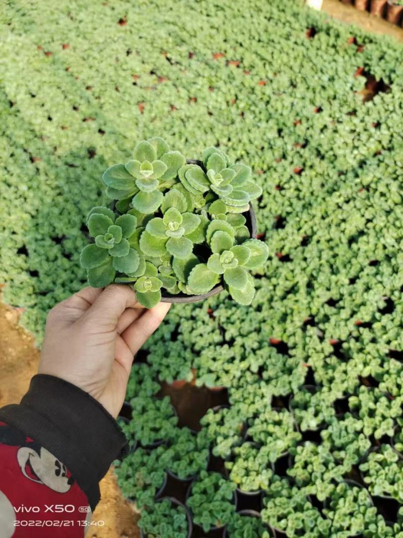 碰碰香盆栽花卉，12cm盆，坤盛花卉基地大量现货