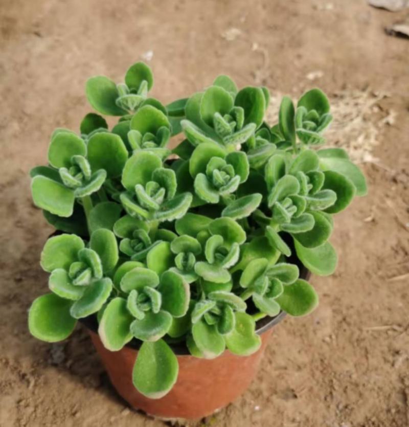 碰碰香盆栽花卉，12cm盆，坤盛花卉基地大量现货