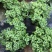 碰碰香盆栽花卉，12cm盆，坤盛花卉基地大量现货