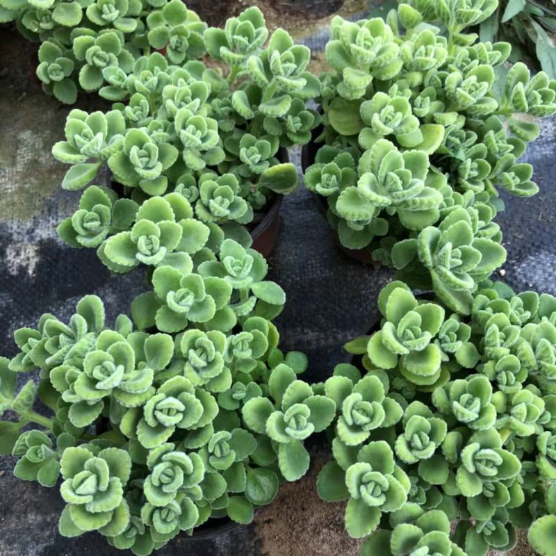 碰碰香盆栽花卉，12cm盆，坤盛花卉基地大量现货