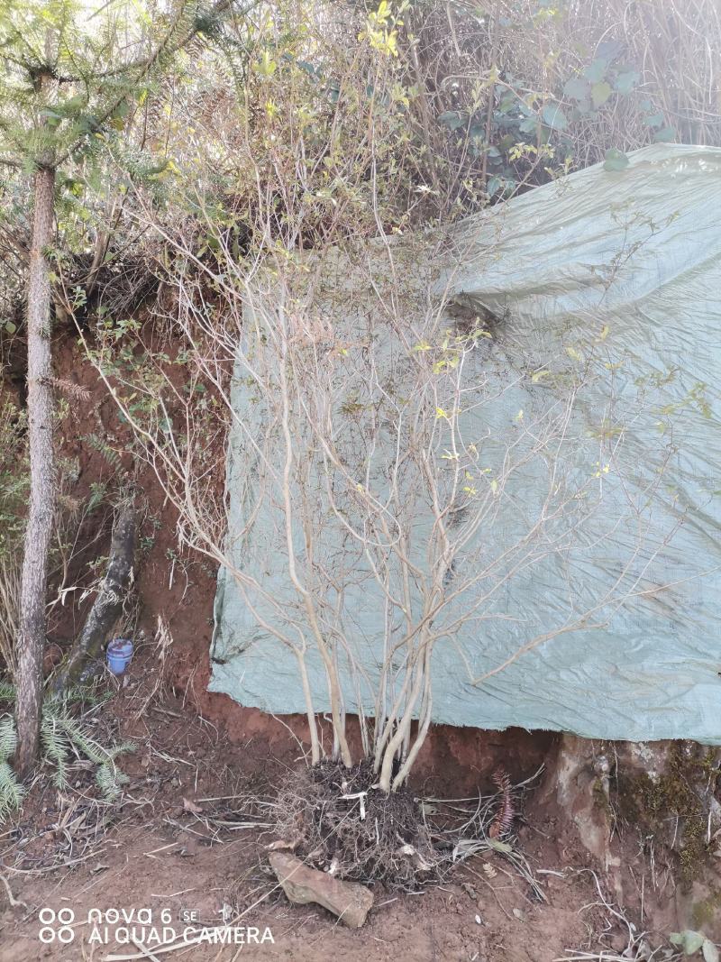 映山红杜鹃花地景大全灌花色国旗红
